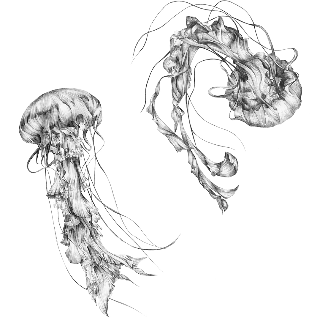 jellyfish sketches